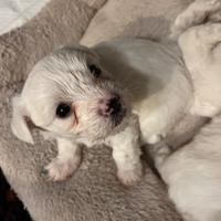 4 cuccioli di cane razza Maltese