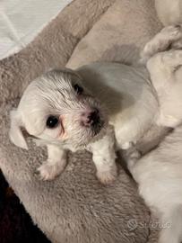 4 cuccioli di cane razza Maltese