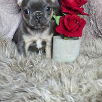 Bulldog francese