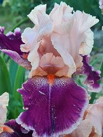  Rizomi Iris Germanica 