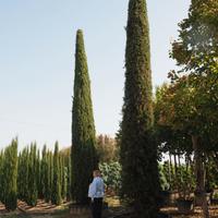 Albero Cipresso per Piantumazione (x2)