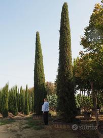 Albero Cipresso per Piantumazione (x2)