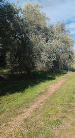 Terreno rustico in contrada Pezza Canneto
