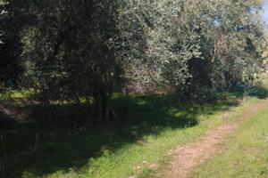 Terreno rustico in contrada Pezza Canneto