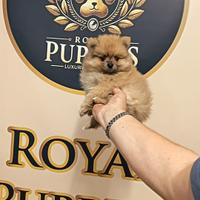 Spitz volpino di pomerania Femmina