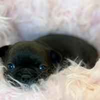 Bulldog francesi esotici a Bergamo