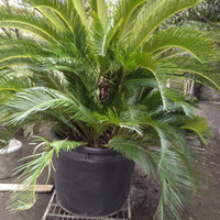 Palma Cycas Revoluta pianta con germogli laterali