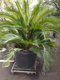 Palma Cycas Revoluta pianta con germogli laterali