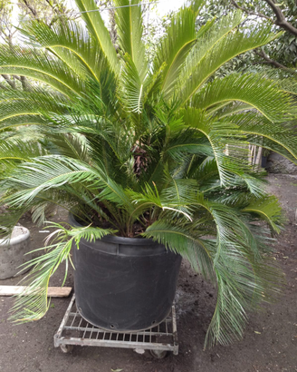 Palma Cycas Revoluta pianta con germogli laterali
