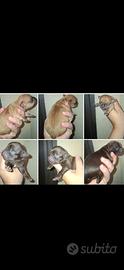 Chihuahua toy pelosettii