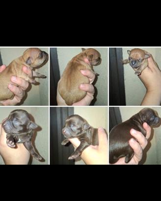 Chihuahua toy pelosettii