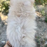 Spitz di pomerania toy