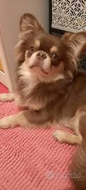 Chihuahua maschio
