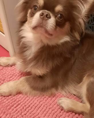 Chihuahua maschio