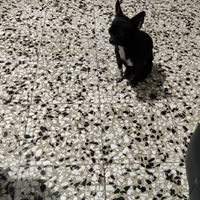 Ftr chihuahua mini Toy con pedigree