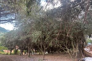 Vendita ulivi