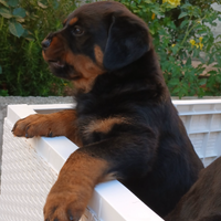 Cuccioli di rottwailer