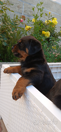 Cuccioli di rottwailer