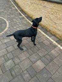 Bracco tedesco (kurzhaar)