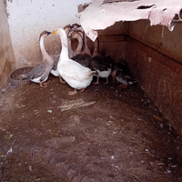 Disponibile oche cignoide e oche del campidoglio