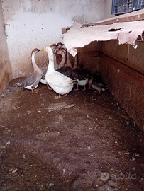 Disponibile oche cignoide e oche del campidoglio