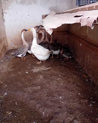 Disponibile oche cignoide e oche del campidoglio