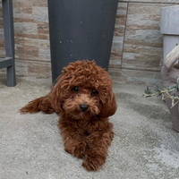 Barboncino per accoppiamento con pedigree