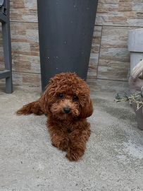 Barboncino per accoppiamento con pedigree