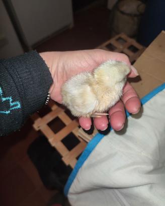 Animali