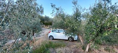 Oliveto