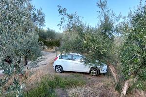 Oliveto