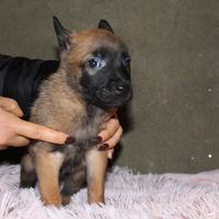 Cuccioli di Pastore Belga Malinois