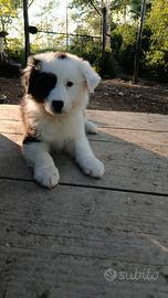 Australian sheperd cucciolo maschio pedigree