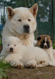 AKITA AMERICANO cuccioli