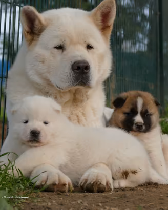AKITA AMERICANO cuccioli