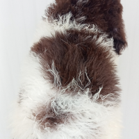 Cuccioli Lagotto Romagnolo
