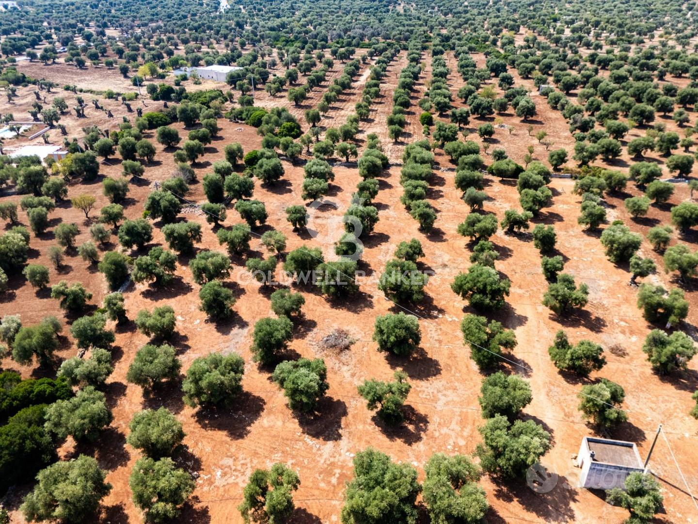 Terreno agricolo - Ostuni - Altro