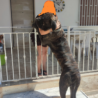 Disponibile cane corso con pedigree per monta