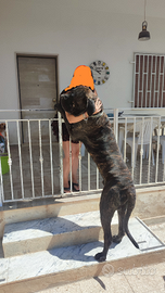 Disponibile cane corso con pedigree per monta