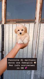 Cucciola di Maltipoo