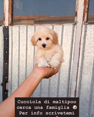 Cucciola di Maltipoo