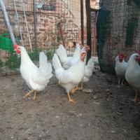 Galline ovaiole