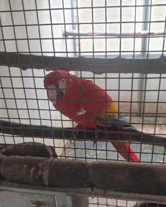 Ara macao ed altri pappagalli