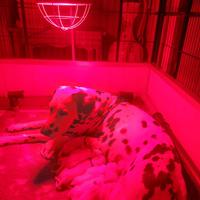 Cucciolo dalmata con pedigree