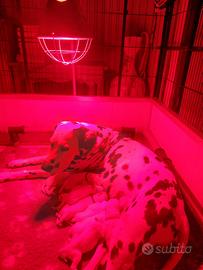 Cucciolo dalmata con pedigree