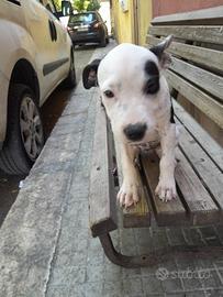 Amstaff