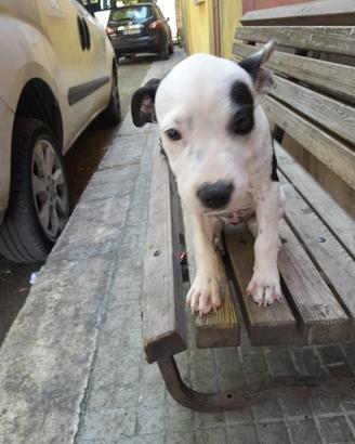 Amstaff