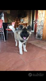 Akita Americano cucciolo