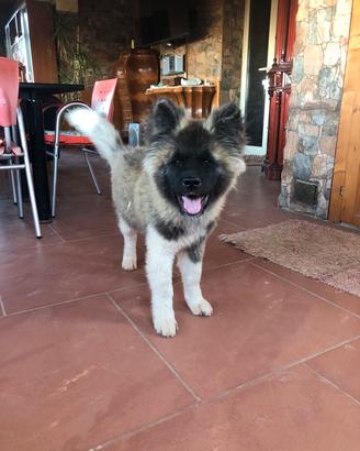 Akita Americano cucciolo