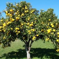 Arbusto pompelmo rosa gigante frutti belli